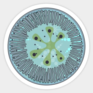 Diatom - Lindavia ocellata (green, artwork) Sticker